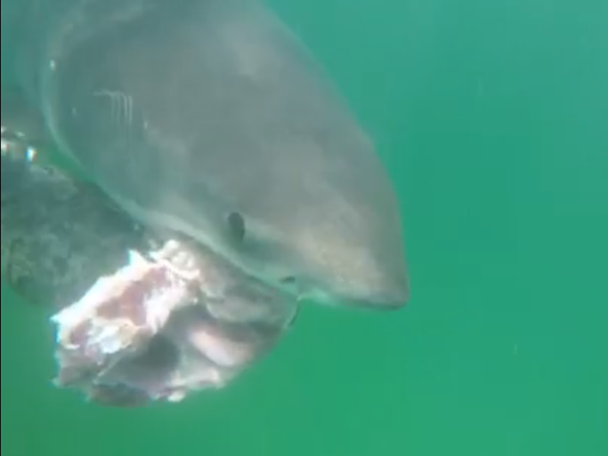 Chatham shark