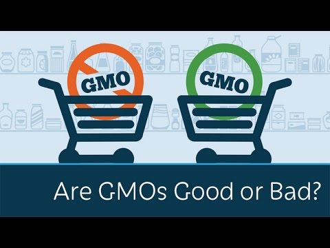 Are GMOs Good or Bad?