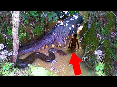 Most Deadliest Amazon Creatures