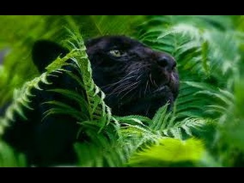 The Amazon Forest Documentary ~ Wildlife Animals Documentary  HD