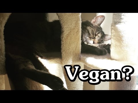 Can cats and dogs eat a vegan diet?