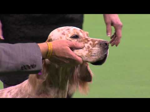 Westminster Kennel Club Dog Show 2016 - Best of Sporting Group