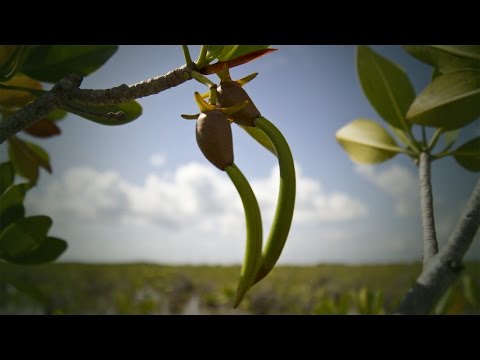 Life Cycle of the Red Mangrove