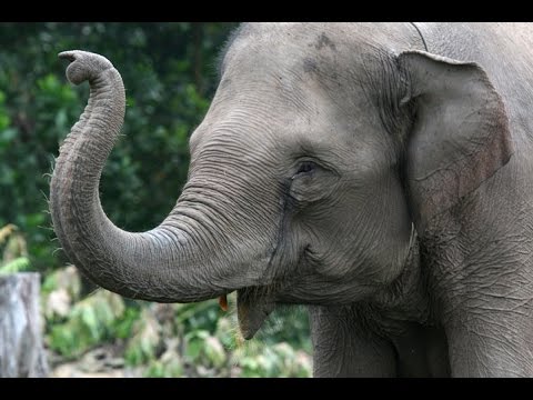 Elephant - My animal friends - Animals Documentary -Kids educational Videos