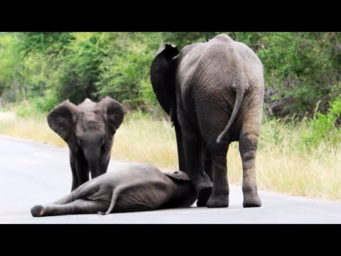 Herd of Elephants Help an Elephant Calf After Collapsing in the Road