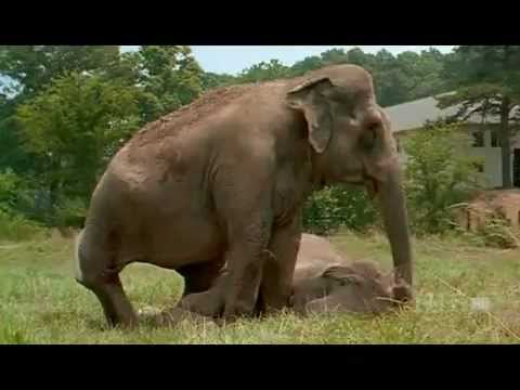 Shirley and Jenny: Two Elephants Reunited After More Than 20 Years