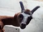 A TEXAN zoo has found a creative way to keep a llama cool in temperatures of more than 40C.