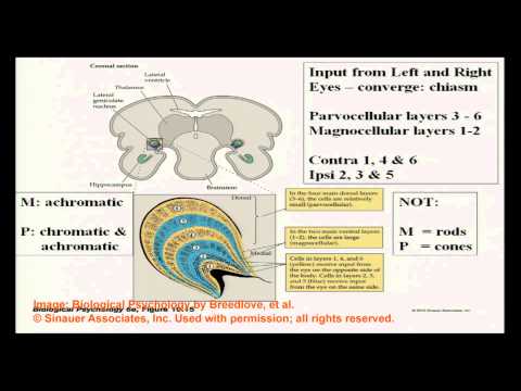 Brain and Behavior - Vision and Visual Perception II