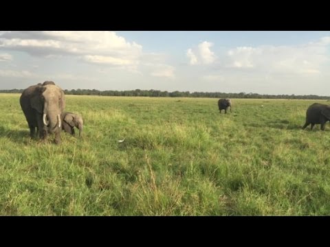 Visiting the Masai Mara National Reserve