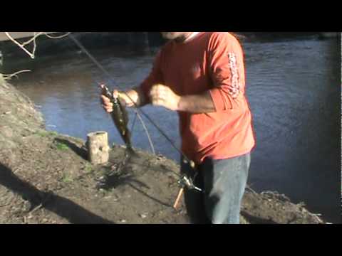 Fishing    Big Sioux River Walleye