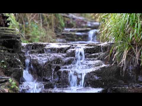 8 Hours Relaxing Nature Sounds Calming Birdsong Sound of Water Relaxation Meditation