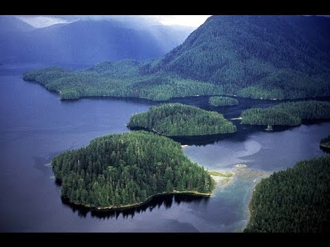 Nat Geo Wild The Great Bear Rainforest Nature Documentary