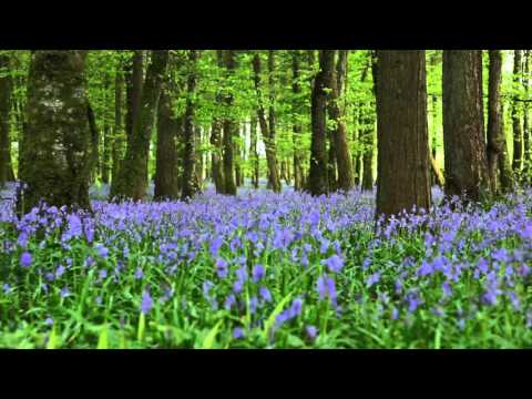 8 Hours Nature Sounds Relaxation-Bluebell Woods Birdsong Relaxing Meditation Forest Sounds