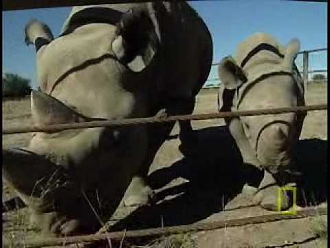 Saving the Black Rhino