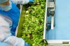 The number of people believed to have fallen ill with salmonella after eating pre-packaged lettuce has risen.