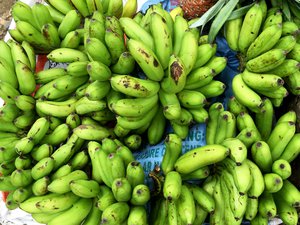 Banana stalks filled with green banana fruits