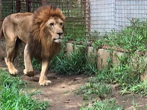 A slightly malnourished lion inside his outdoor cage.