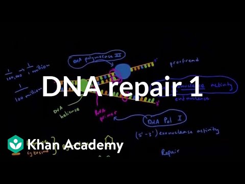 DNA repair 1