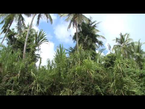 Dominica - The Nature Island