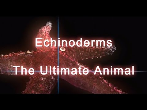 Shape of Life: Echinoderms - The Ultimate Animal