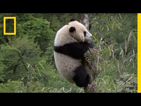 Elusive Giant Panda