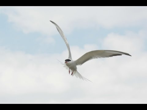 Bird Migration