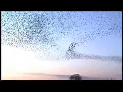 Bird Migration