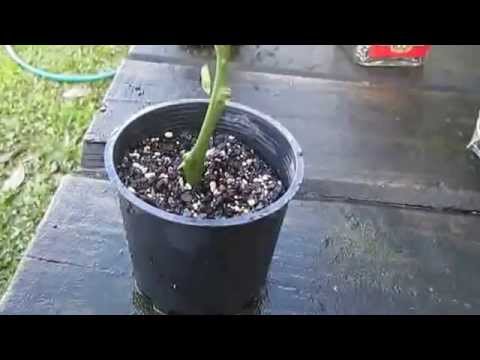 Growing Citrus from Cuttings, Good success rate with this method