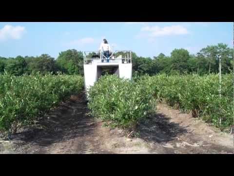 Picking Blueberries - DiMeo Blueberry Farms & Certified Blueberry Plants Nursery Dlr.