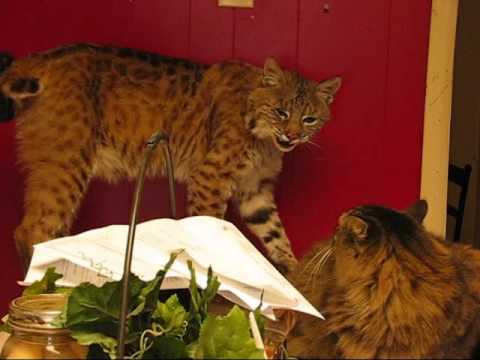 The Scary Sounds that a Wild Bobcat makes.  Rarely heard.