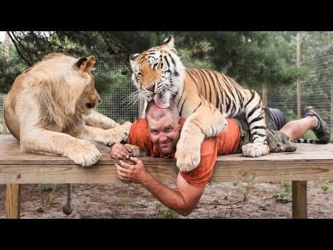 Big Cat Enthusiast Owns Six Tigers And Two Lions