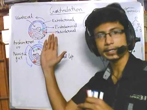 Developmental biology part 3 : Gastrulation