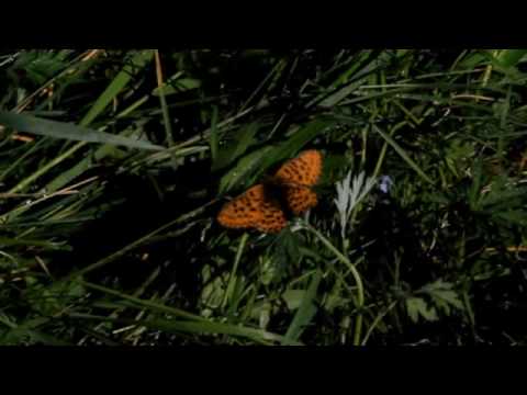 Bogd Khan Uul nature reserve focus of a new World Bank conservation project