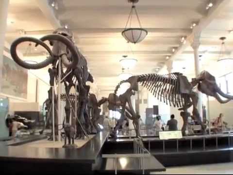 American Museum of Natural History in New York Dinosaur film (better resolution 2013)