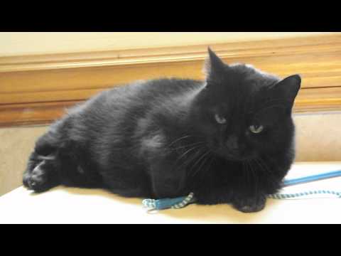 Big Beautiful  Black Bombay Cat Chattering