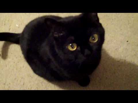 Annoying Bombay Cat Rachel