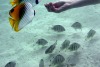 Butterfly fish come in for some food at Bora Bora.