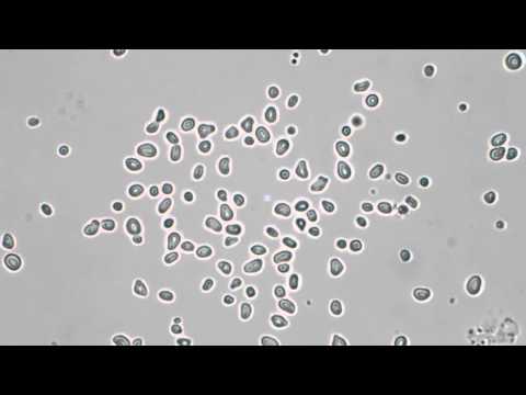 Pollen Grains in Water - Brownian Motion