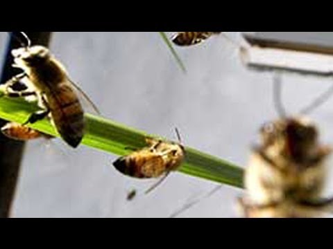 Canadian scientists use bees to deliver pesticides