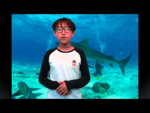 World Kids News Sharks 2014