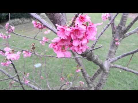 Prunus - Yvonne Matthies - Millennium Cherry HD 01