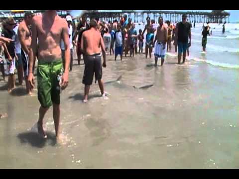 5 Foot Shark Dangerously Close To Tourists - Cocoa Beach Florida