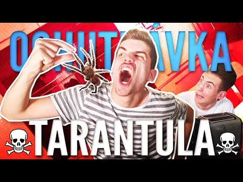 ZJEDOL SOM TARANTULU?! | OCHUTNÁVKA | GoGo & Exploited