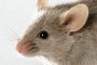 Genetically modified ''sniffer mice'' will have a nose for explosives. 