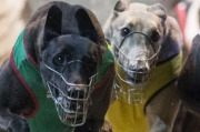 Tabcorp is predicting a lot of the money currently being bet on the dogs will migrate to "other wagering product".