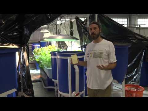 Aquaponics at Kentucky State University Aquaculture Research Center