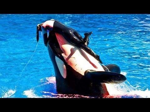 Killer Whale nearly  kills experienced trainer at SeaWorld