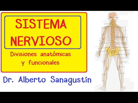 Sistema Nervioso explicado fácil: anatomía y fisiología