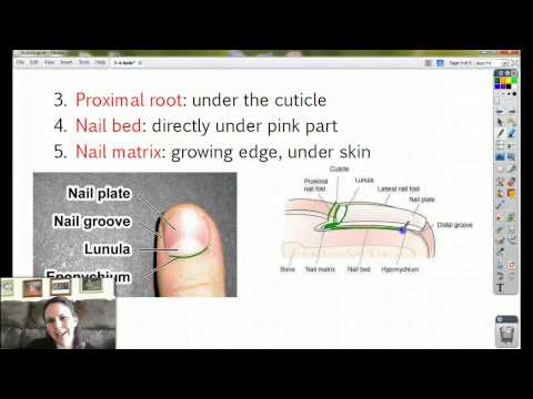 Anatomy 3-4 Nails