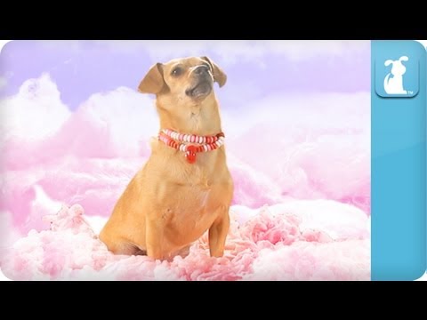 Katy Perry - California Gurls (ft Snoop Dog) - Katy Puppy - California Grrrs / Wide Awoof - Petody